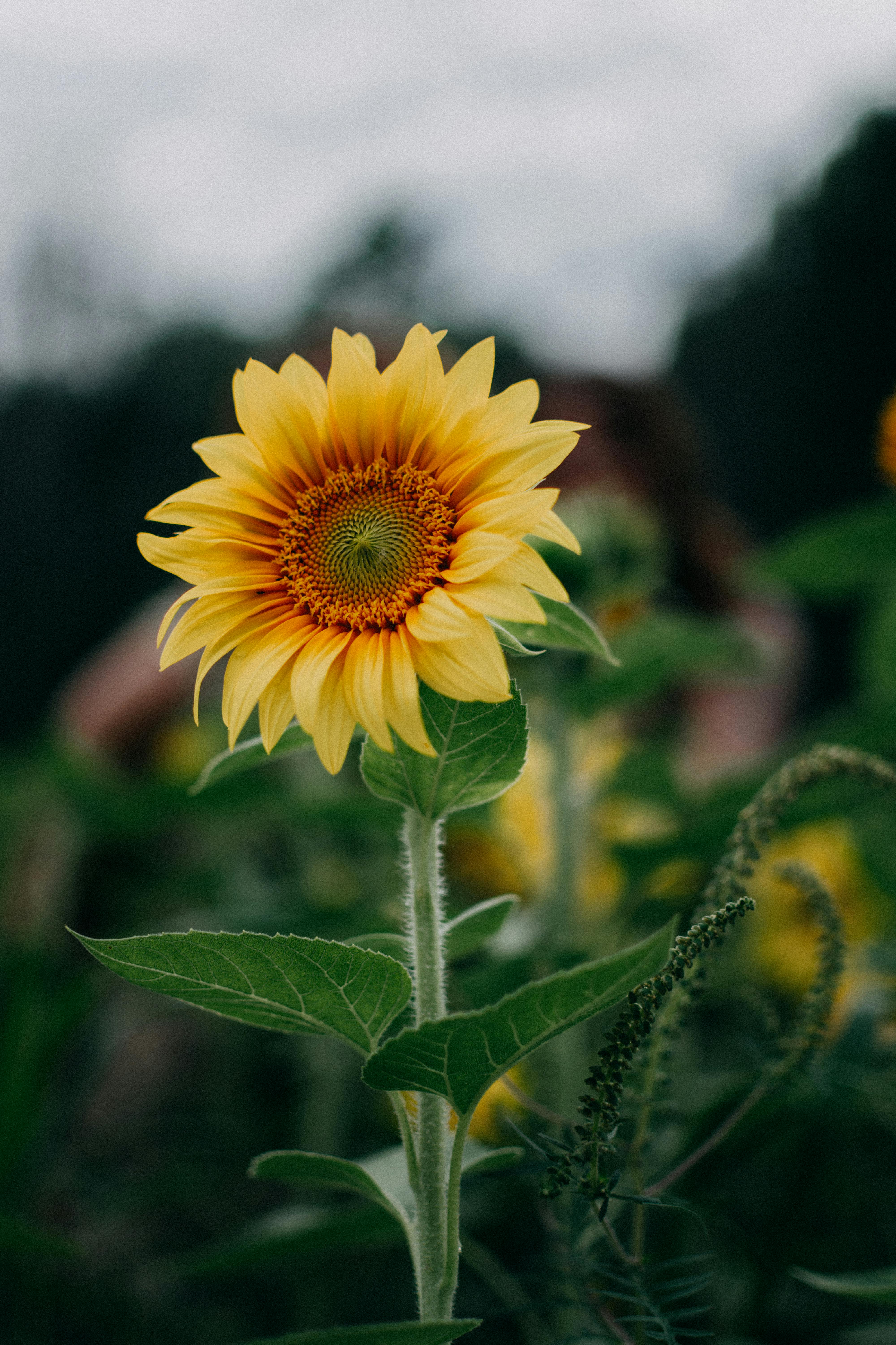 Free Sunflower Selective Focus Photography Stock Photo
